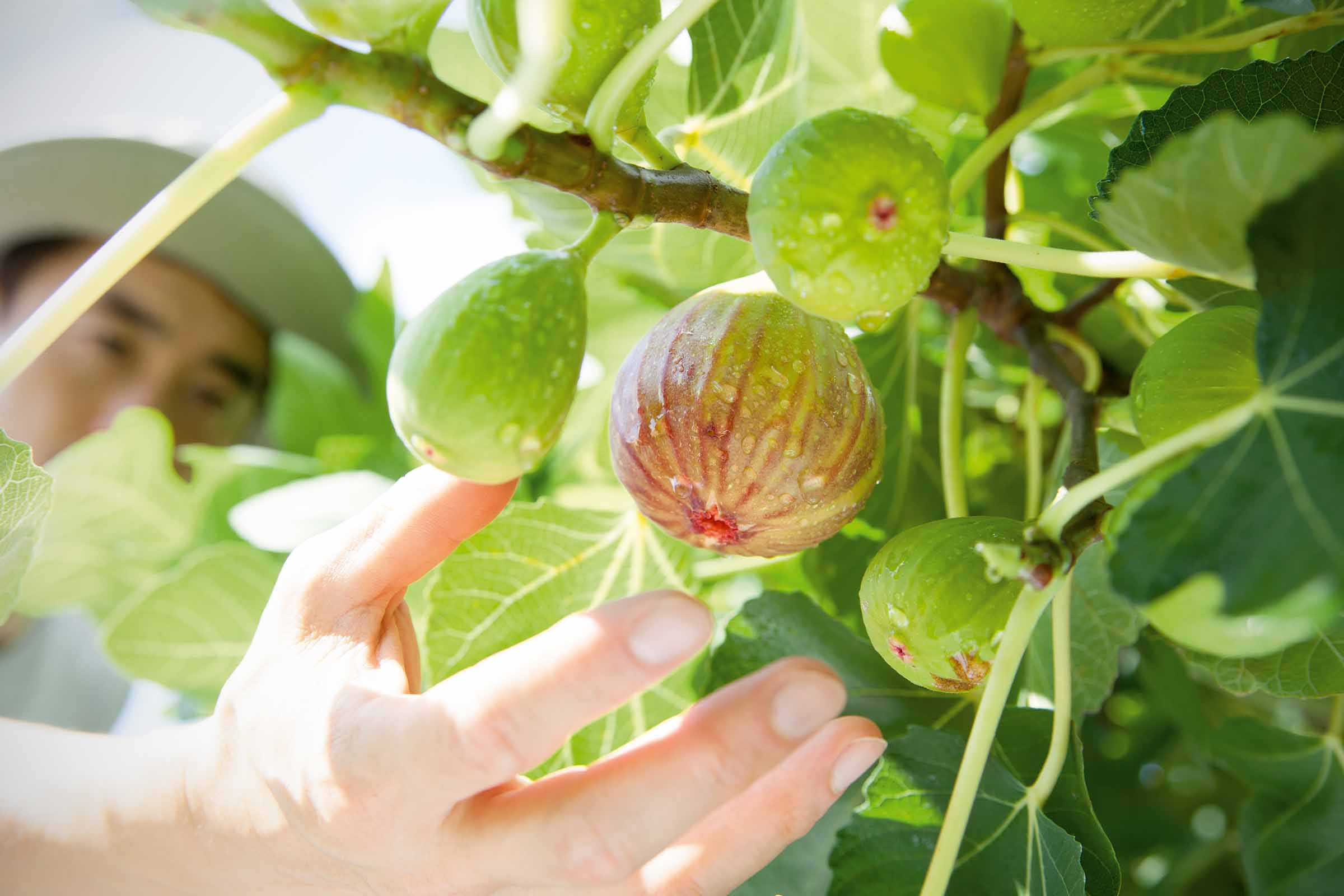 Gros plan de figues sur l'arbre avec la main dans le jardin.