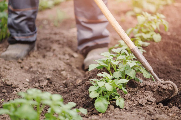 Une personne ratisse la terre dans un parterre de jardin avec de jeunes plantes.