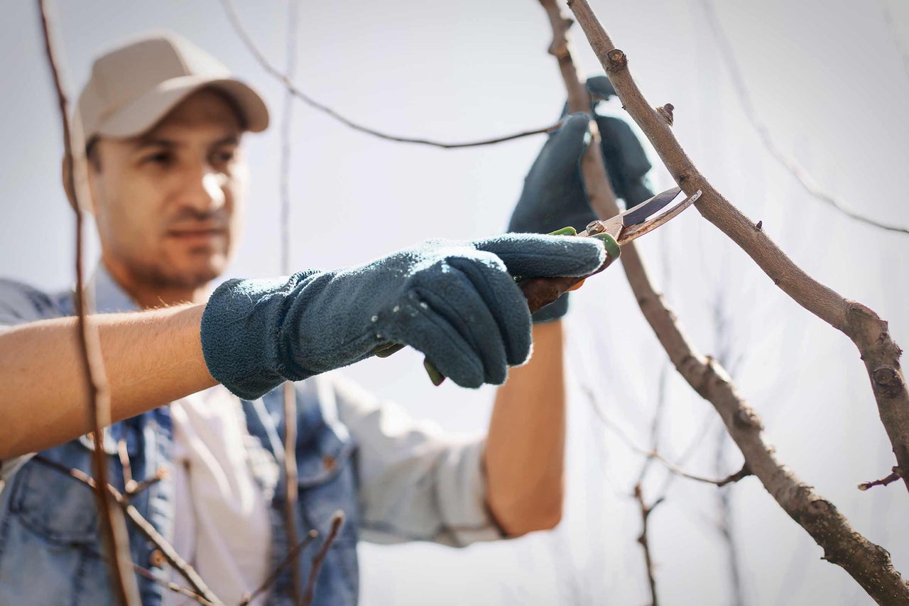 Ein Mann schneidet einen Ast mit einer Gartenschere
