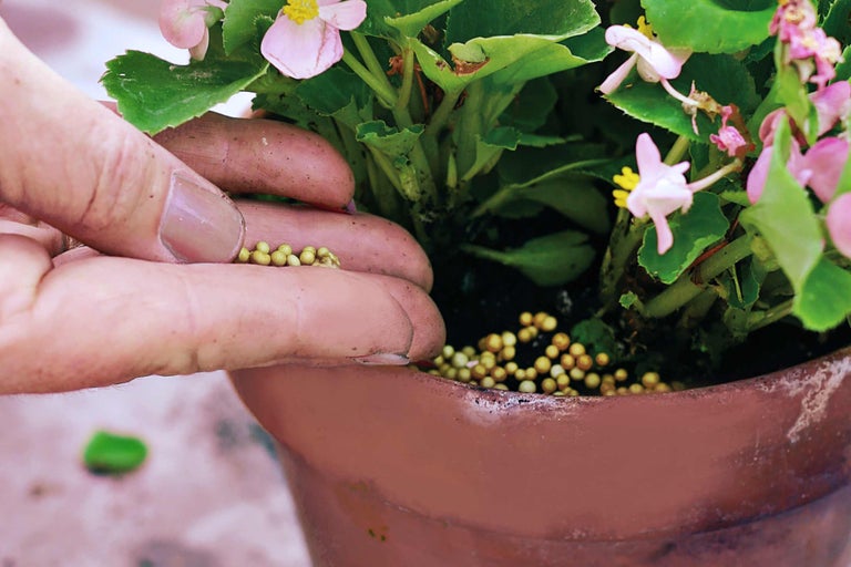 Une personne fertilise des bégonias dans un pot de fleurs