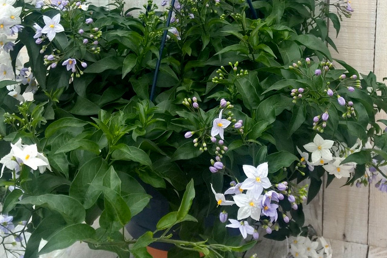 Panier de fleurs avec morelle
