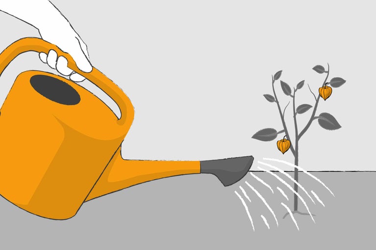 Giesskanne beim Giessen einer Pflanze