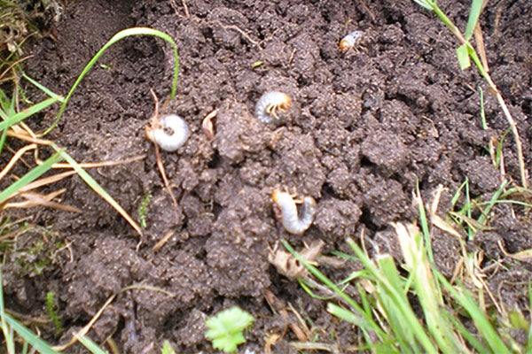 Vers blancs dans la terre entre l'herbe