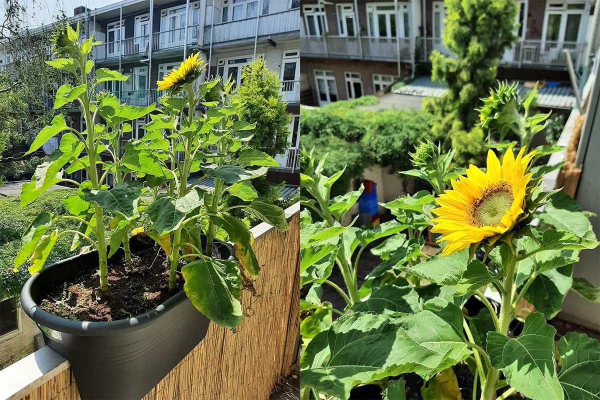 Sonnenblumen in einem Pflanzkasten auf einem Balkon