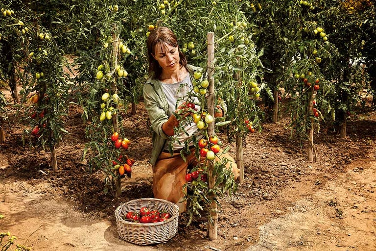 Frau erntet Tomaten in einem Garten mit Tomatenpflanzen.