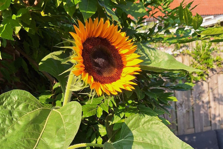Sonnenblume im Garten