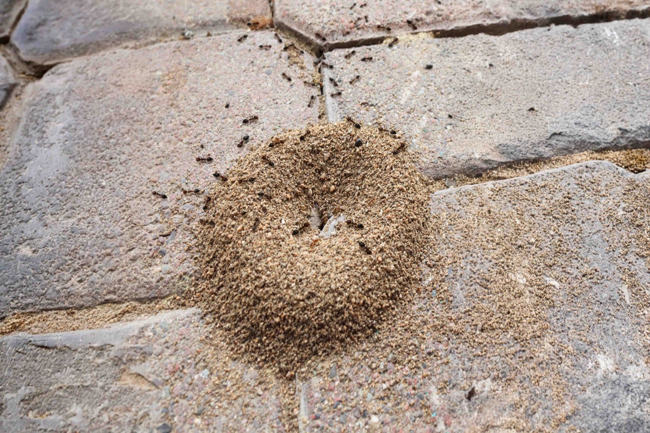Fourmilière sur des pavés avec des fourmis
