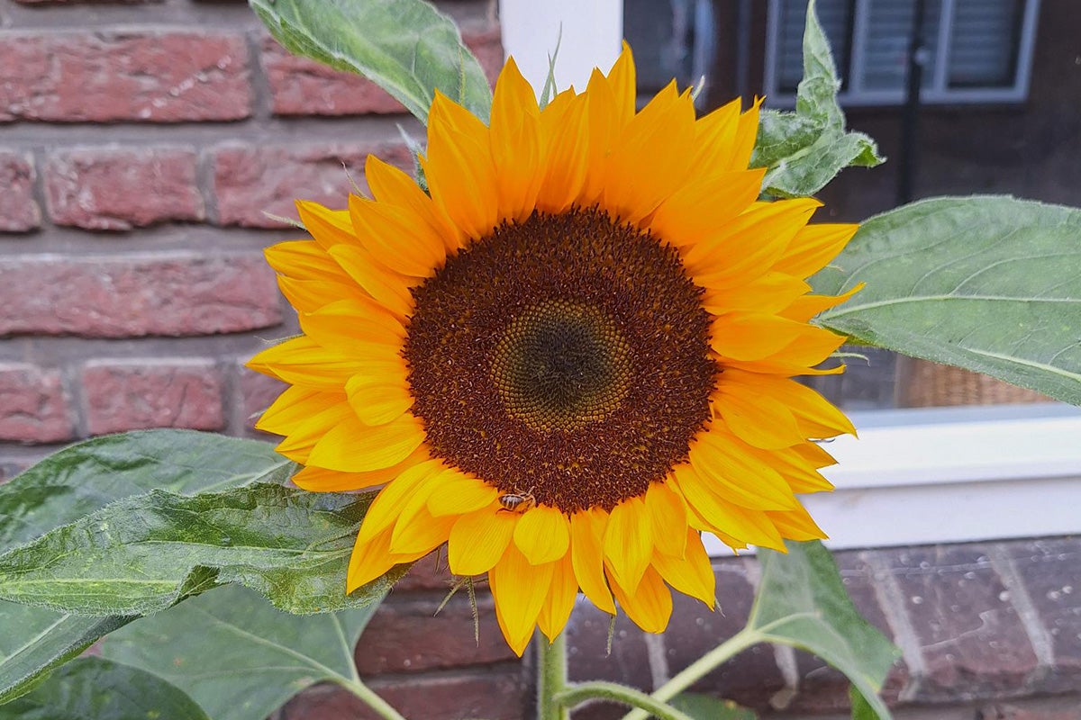 Nahaufnahme einer einzelnen Sonnenblume mit Blättern