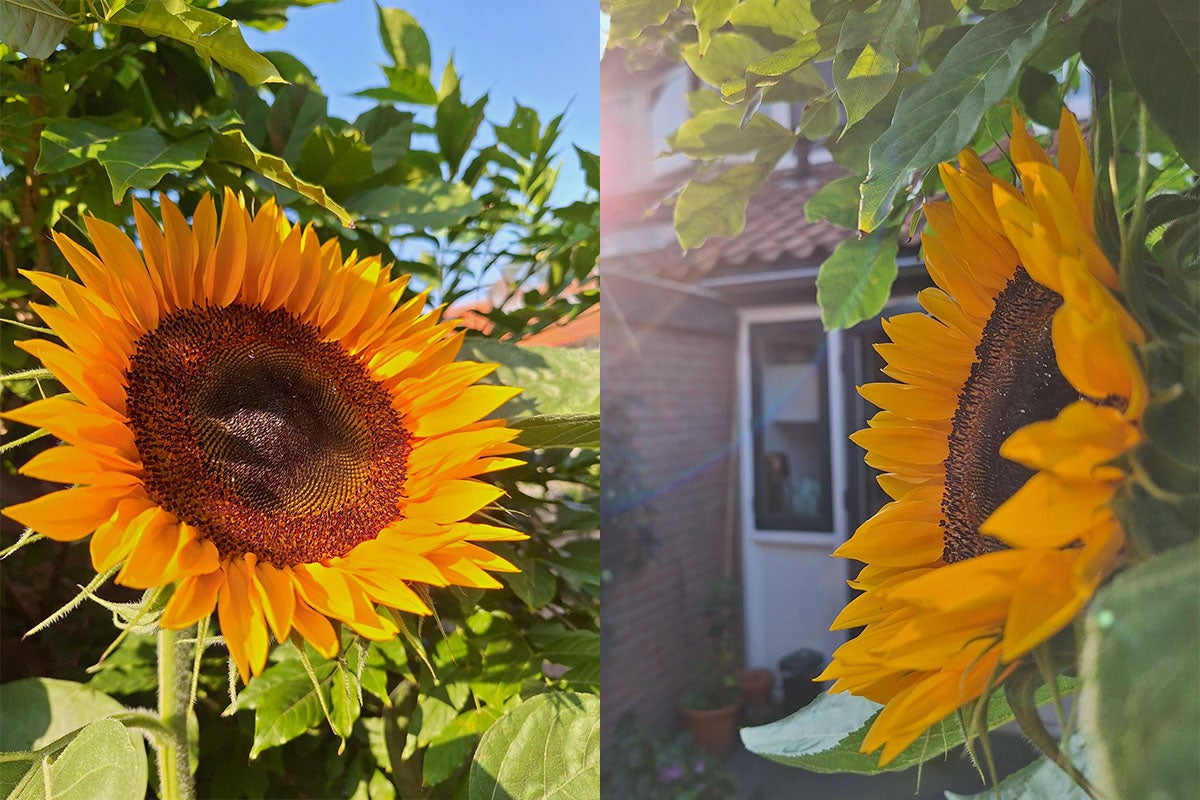 Nahaufnahme von Sonnenblumen im Garten