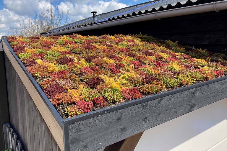 Vue d'un toit végétalisé avec des plantes de sédum.