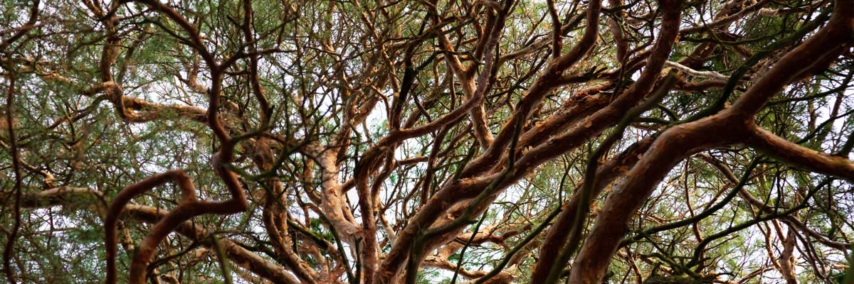 Nahaufnahme eines Baumes mit Ästen