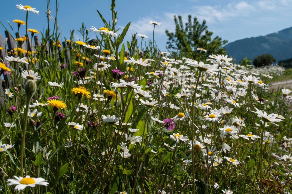 Wildblumenwiesen Wildblumenwiesen