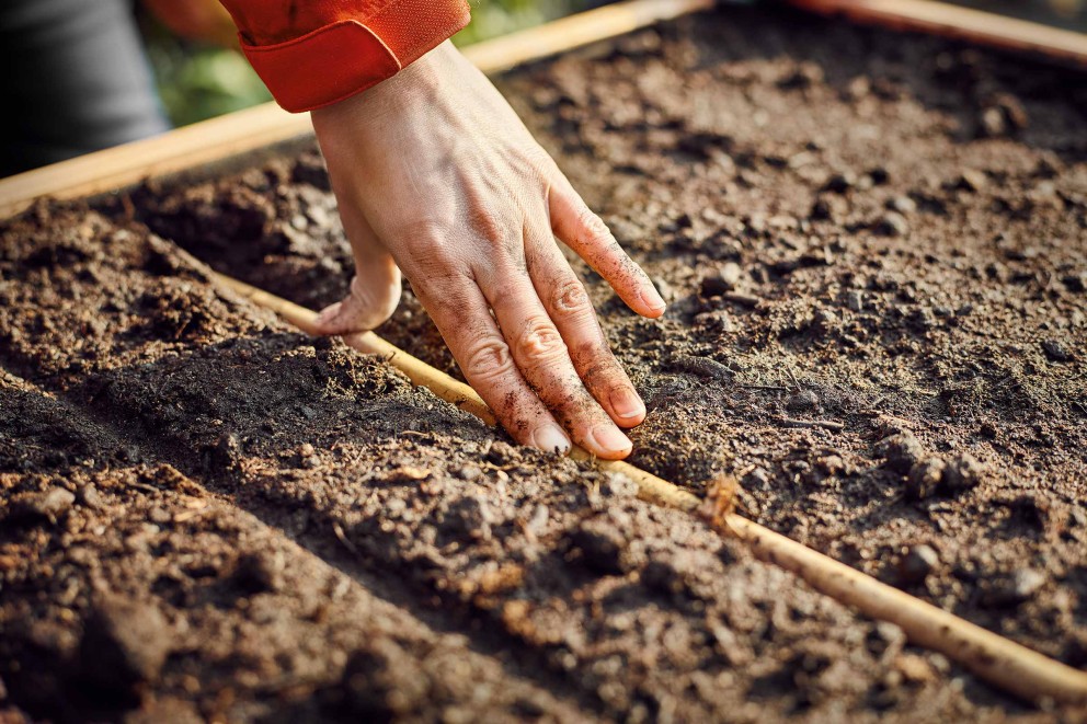 Une main enfonce un bâton dans la terre d'un potager surélevé pour créer un sillon pour semer.