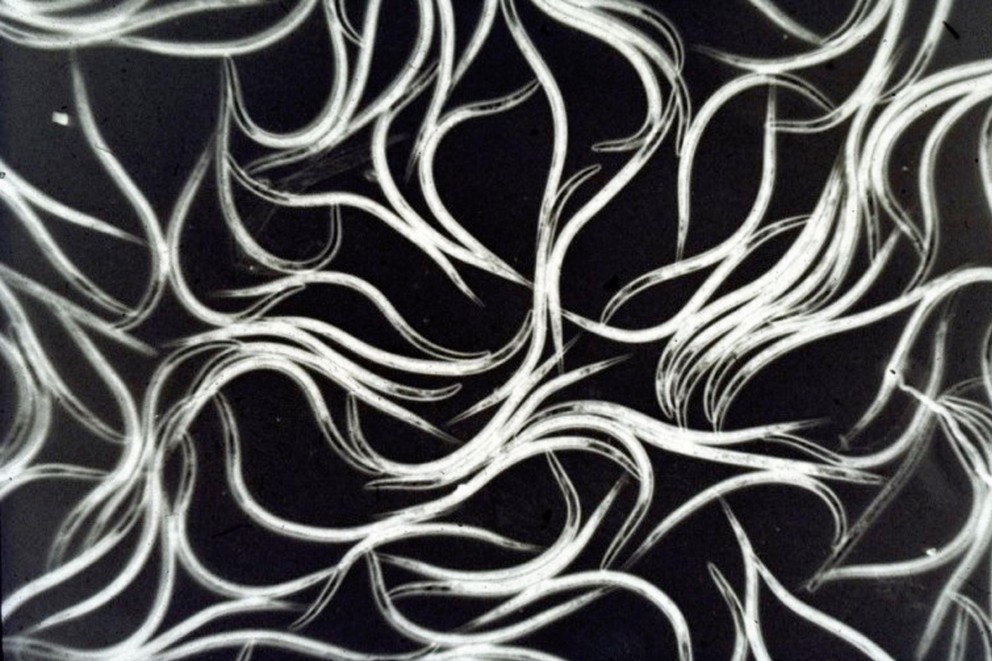Was sind Nematoden? Was sind Nematoden?