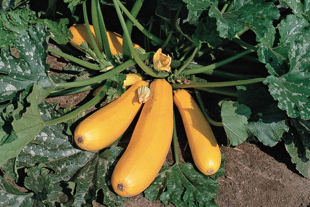Zucchini Zucchini
