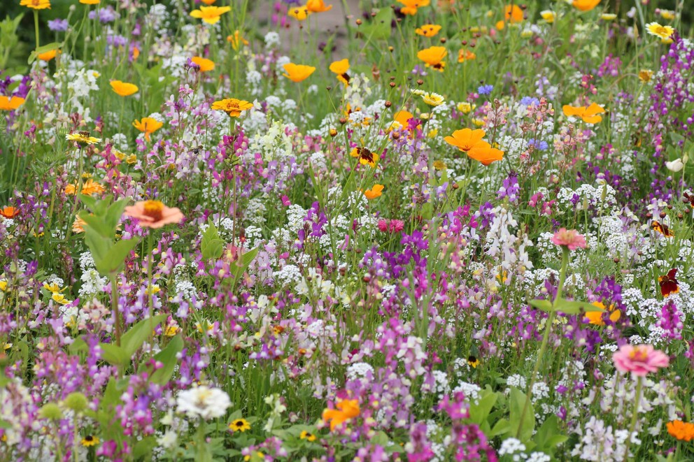 Gartenblumenwiesen Gartenblumenwiesen