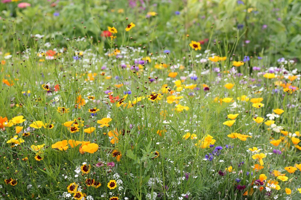 Blumenwiese pflegen Blumenwiese pflegen