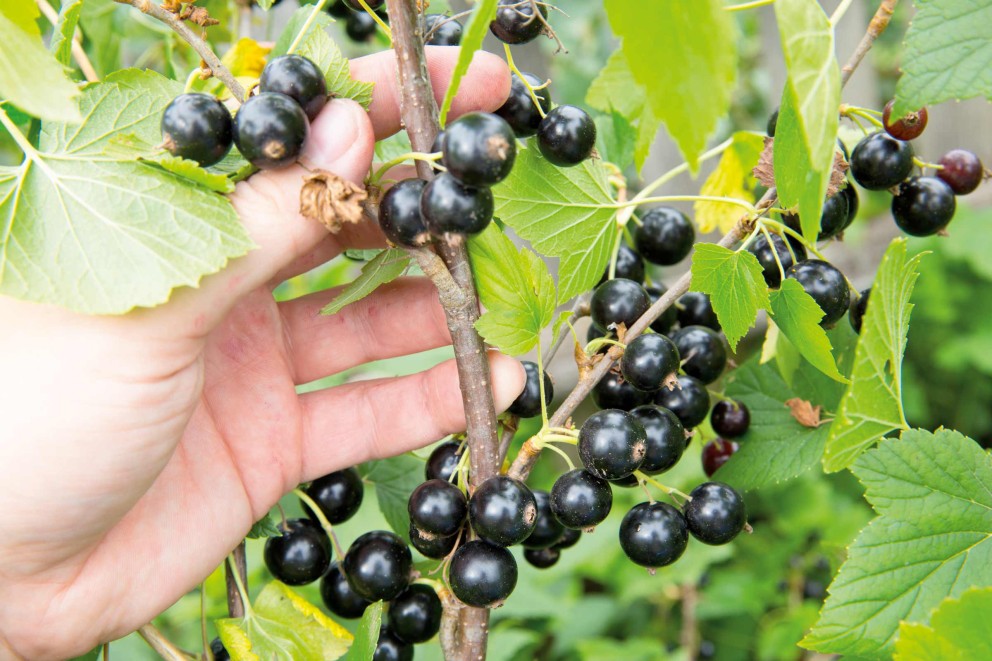 Fruits, légumes et fines herbes Fruits, légumes et fines herbes