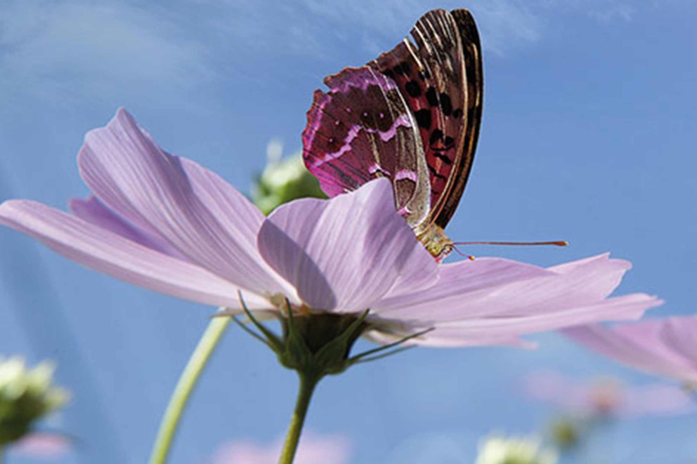 Voilà ce que les plantes de jardin aiment au printemps Voilà ce que les plantes de jardin aiment au printemps