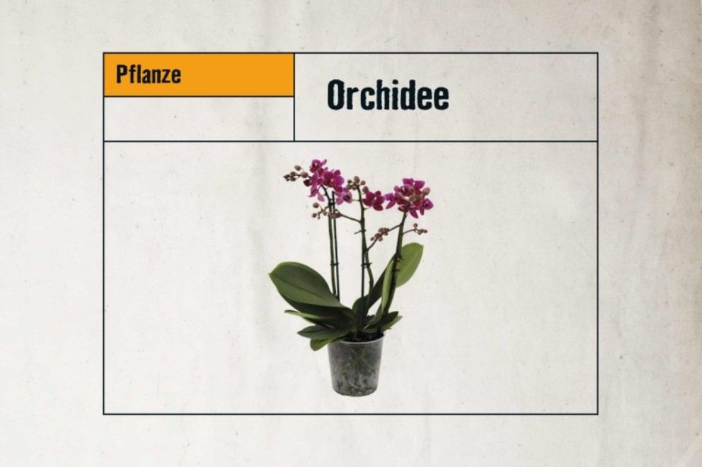
				Orchidee

			