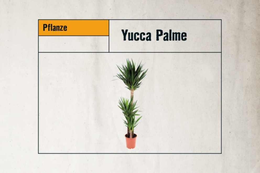 
				Yucca Palme

			