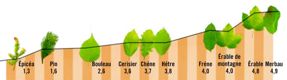 Qualité et dureté du bois Qualité et dureté du bois