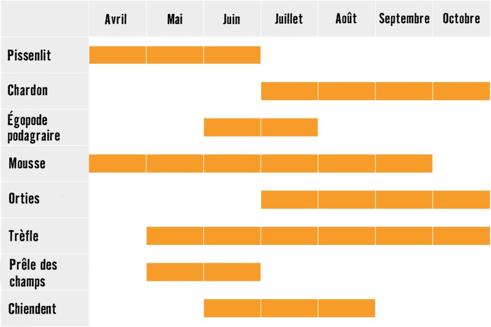 Calendrier des mauvaises herbes Calendrier des mauvaises herbes