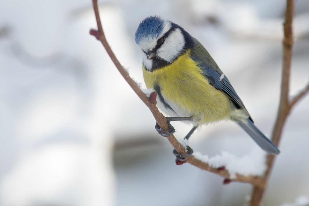 Mésange bleue assise sur une branche dans la neige