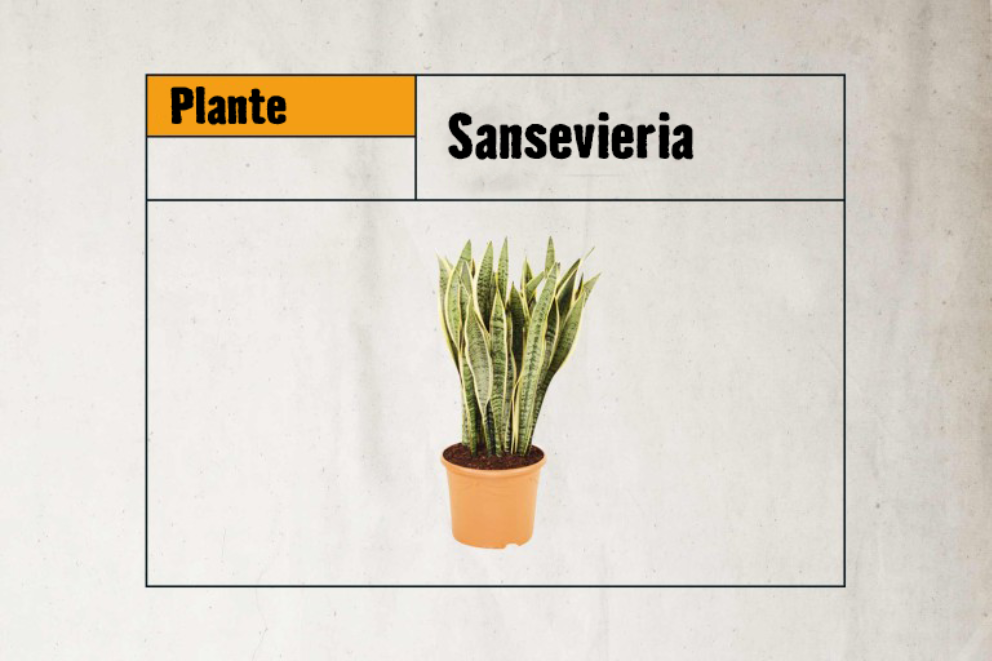 
				Sansevieria

			