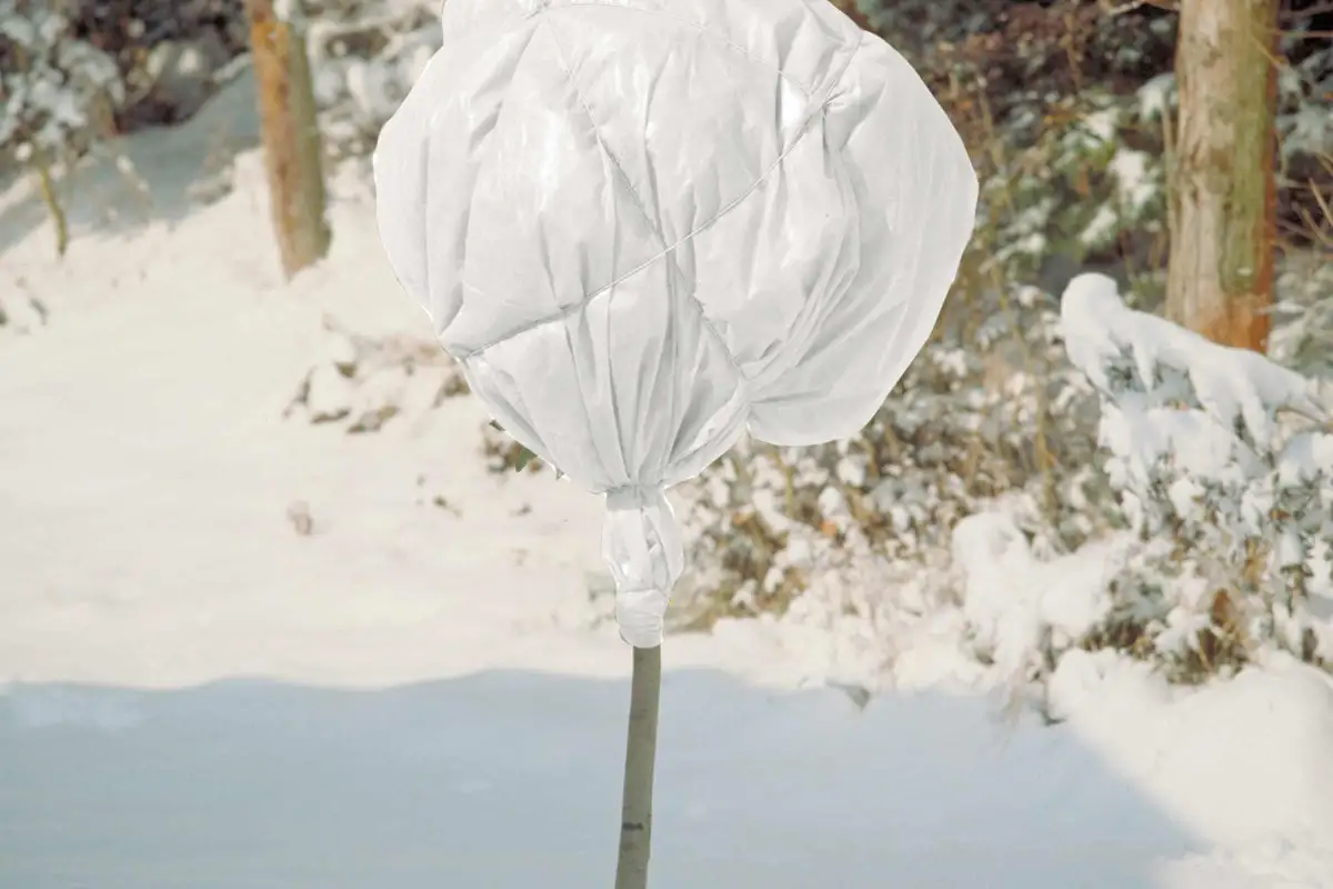 Hivernage des plantes
Hivernage des plantes