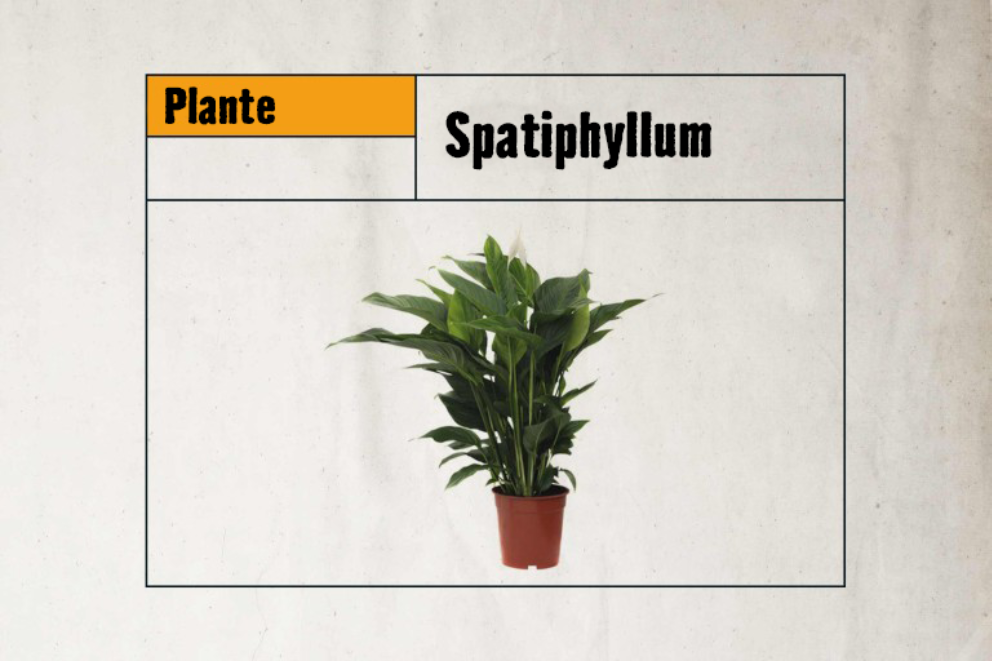 Offrir une plante pour un débutant qui n'a pas la main verte – La