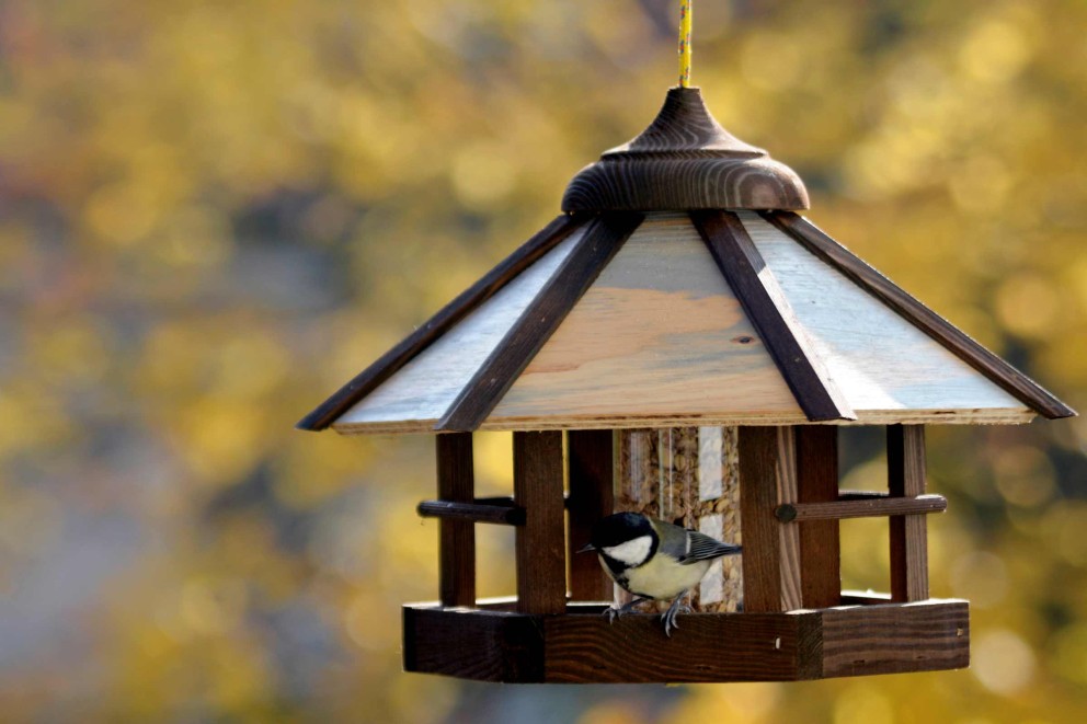 Maison d'oiseau avec mésange dans le jardin