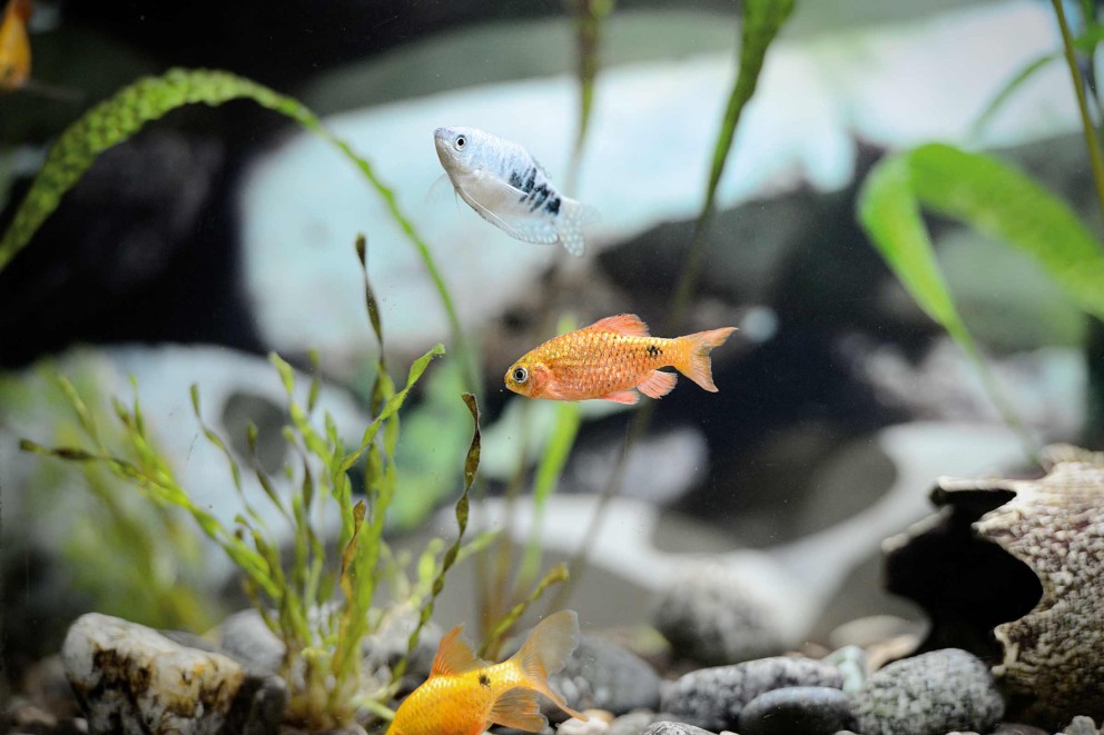 Garder des poissons dans l’aquarium