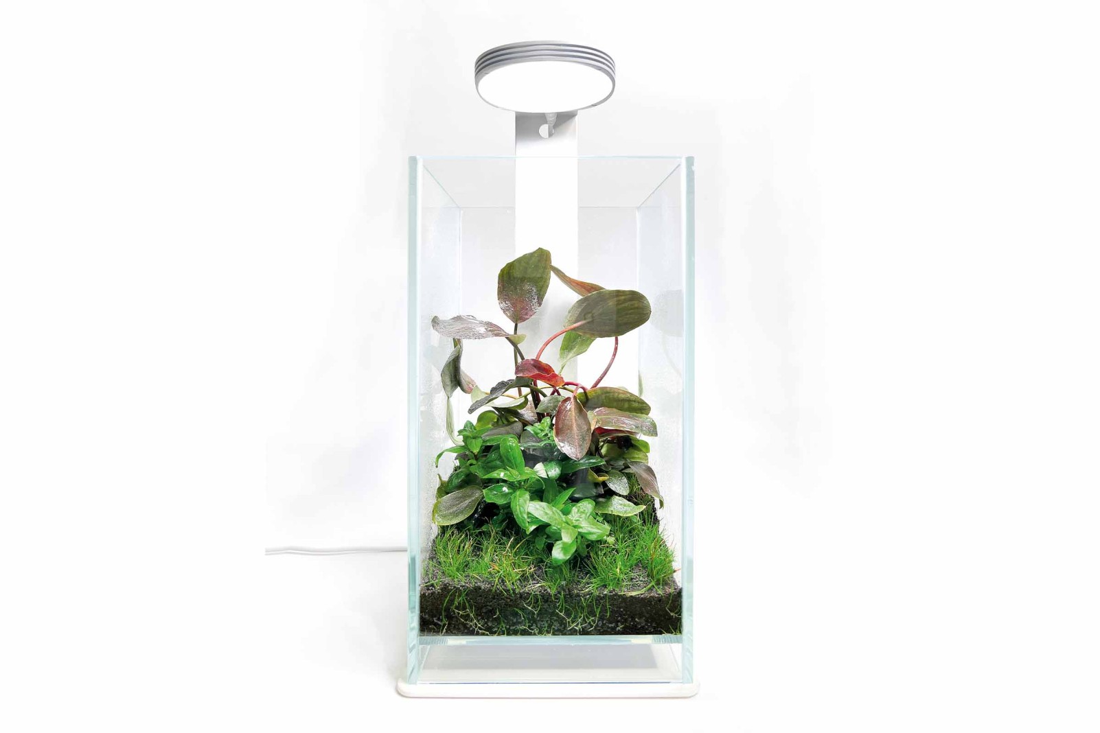 Flaschengarten selber machen Ökosystem im Glas