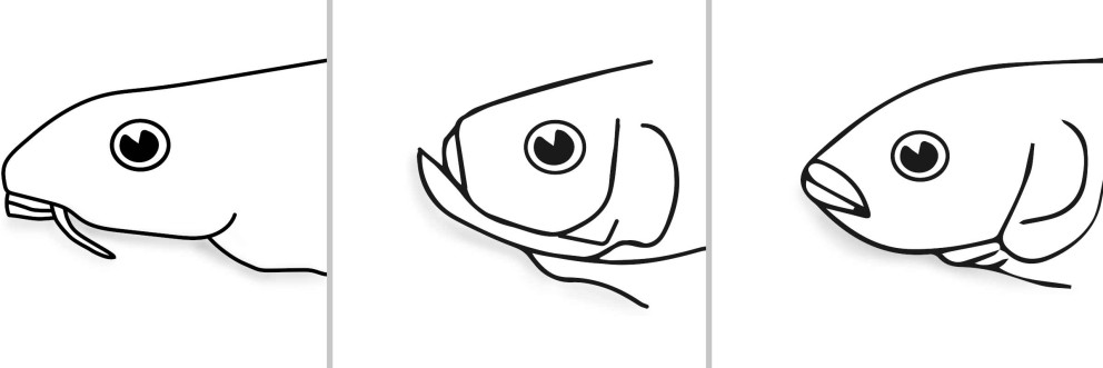 fische maulform fische maulform
