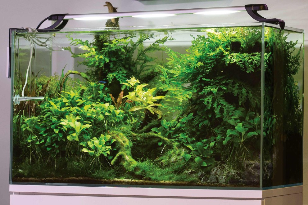 Aquarium Beleuchtung