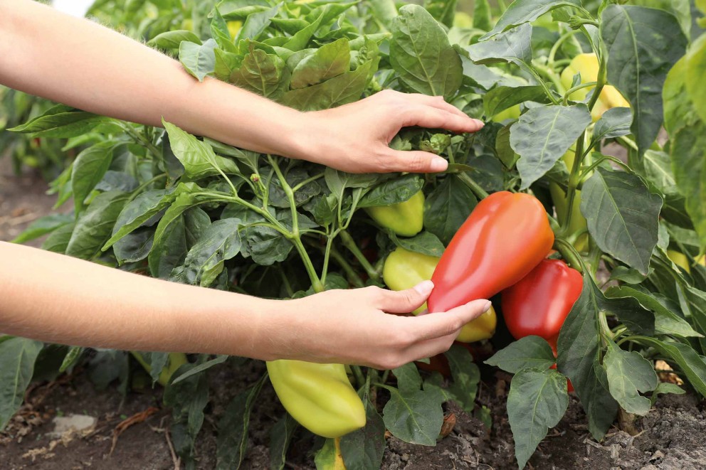 paprika ernten
