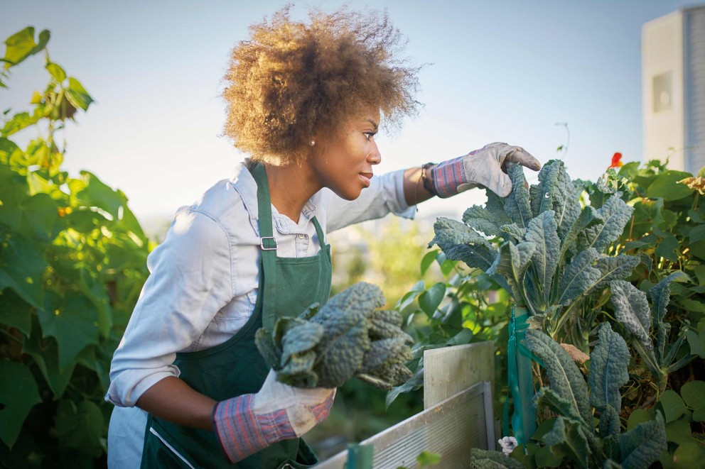La jardinière surélevée qu'il te faut La jardinière surélevée qu'il te faut