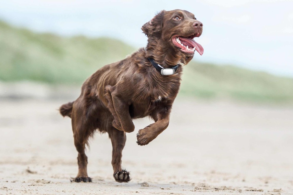 GPS Tracker für Hunde GPS Tracker für Hunde