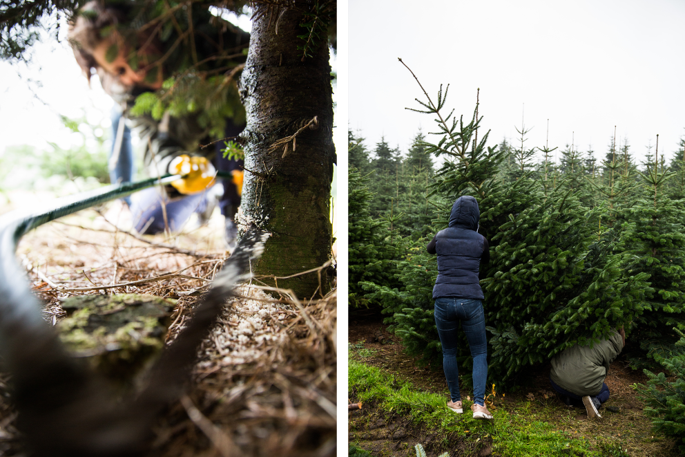 Die Autorin Esther Acason sägt auf «Hof Oelkers» in der Nähe von Hamburg ihren ersten eigenen Weihnachtsbaum. Die Autorin Esther Acason sägt auf «Hof Oelkers» in der Nähe von Hamburg ihren ersten eigenen Weihnachtsbaum.