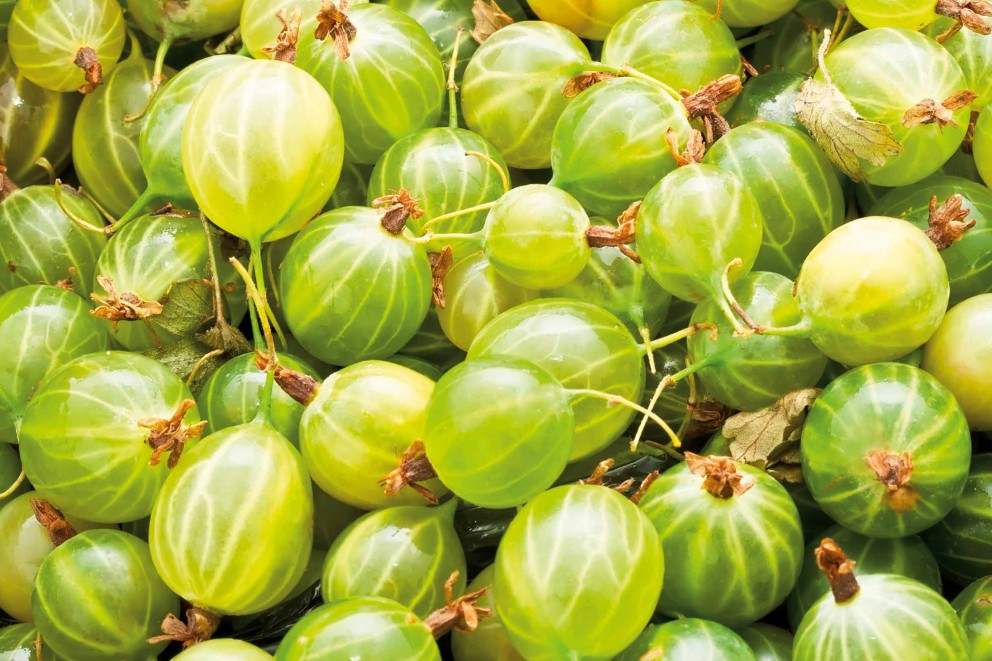 Stachelbeeren pflanzen: Schritt für Schritt Stachelbeeren pflanzen: Schritt für Schritt