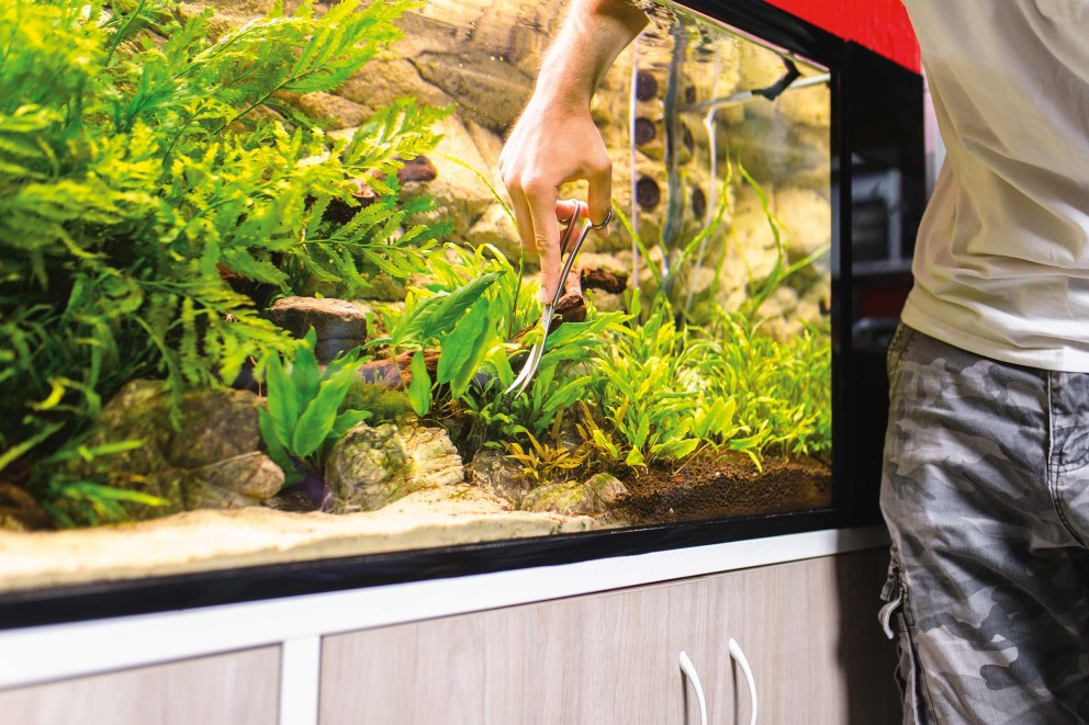 Aquascape einrichten Aquascape einrichten
