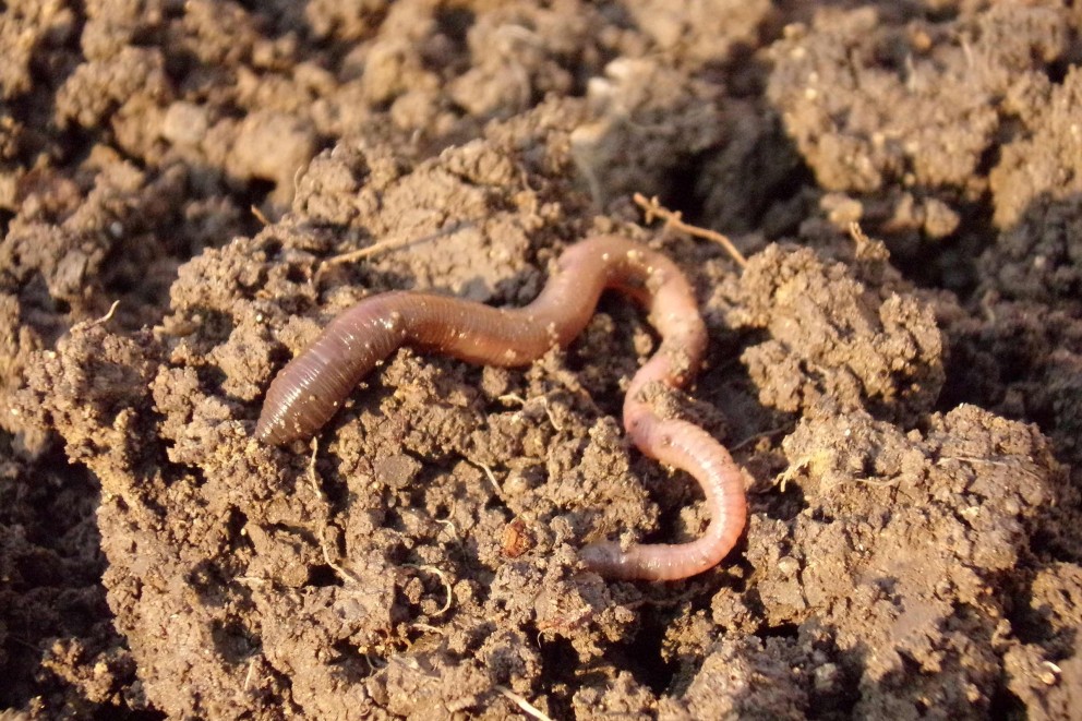Gesunder Gartenboden Gesunder Gartenboden