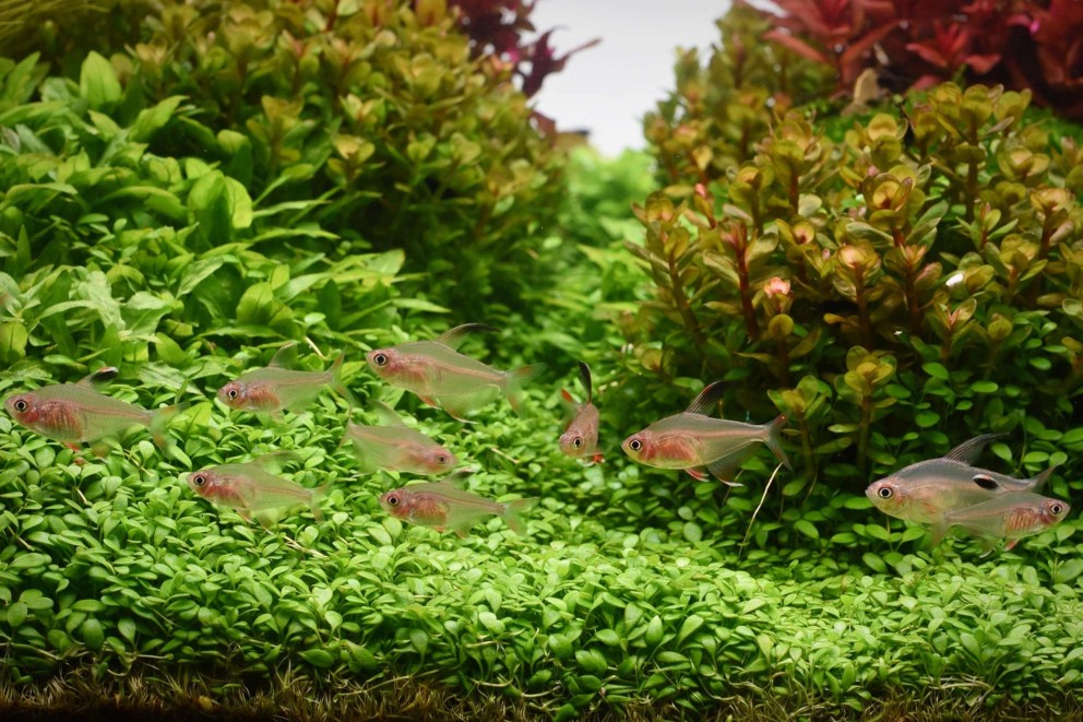 Un aquarium pour les débutants
