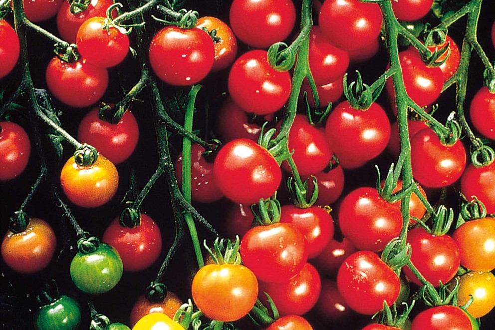 
				Tomates cherry ou cerises

			