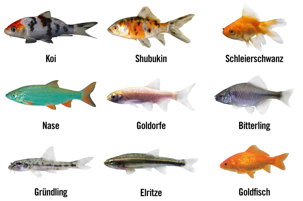 Aperçu des poissons de bassin les plus populaires Aperçu des poissons de bassin les plus populaires