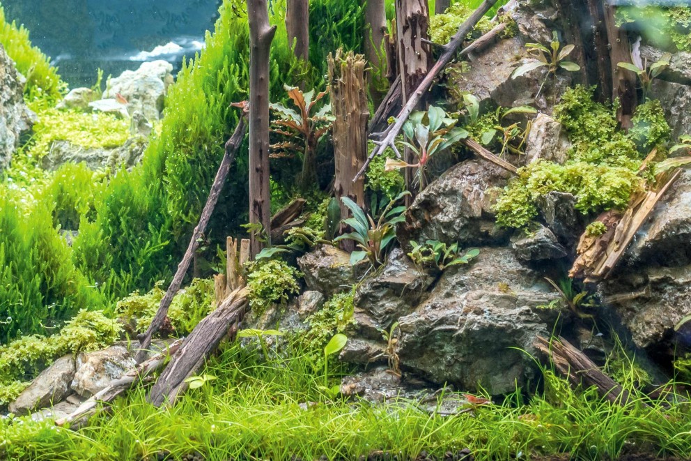 Hardscape und Softscape Hardscape und Softscape