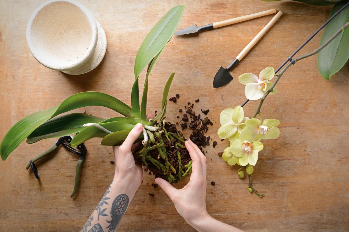 Orchidées - Culture en pot de verre  Rempoter orchidée, Culture des  orchidées, Rempotage orchidée