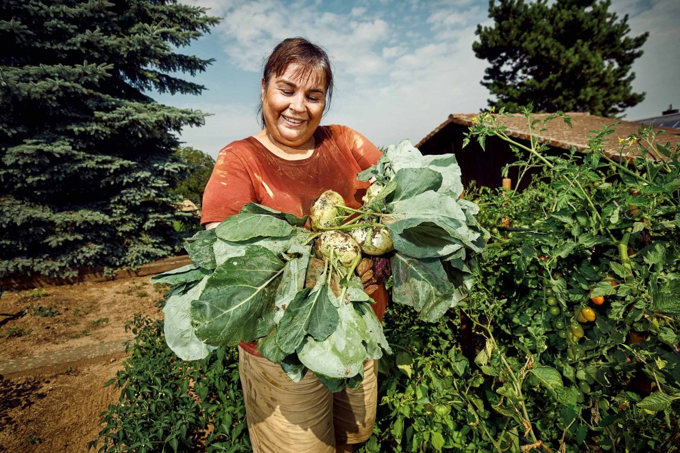 Kohlrabi pflanzen