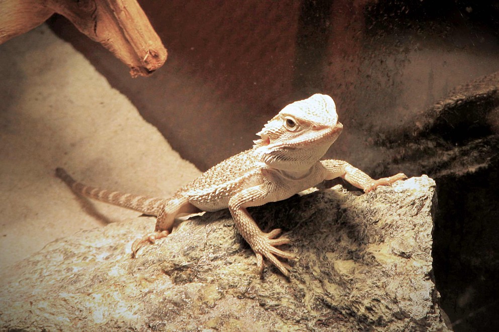 Reptilien als Terrarientiere Reptilien als Terrarientiere